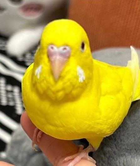 パスタ