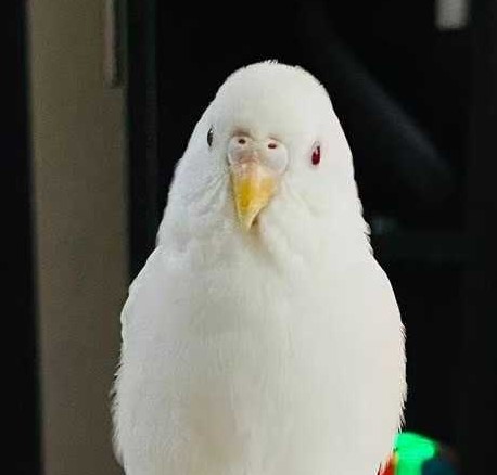 ピッツァ